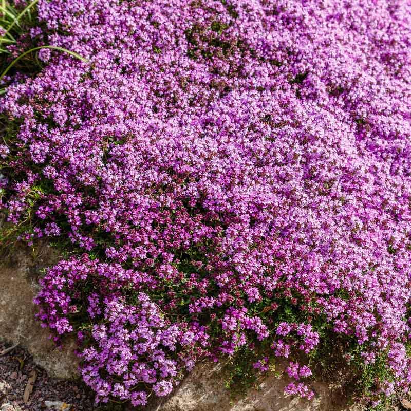 Amazon.com : Eden Brothers Creeping Thyme Seeds, Non-GMO Seeds for